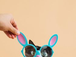 Kucing Menggemaskan yang Eksis di Instagram