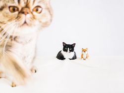 Kucing Menggemaskan yang Eksis di Instagram