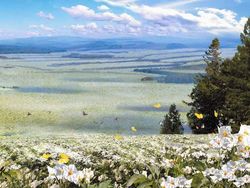 Melihat MacOS ala Korea Utara