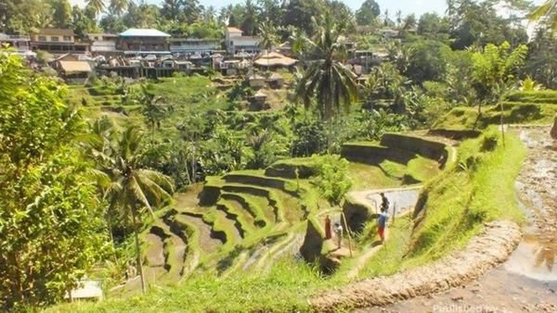 Mungkin Ini Sawah Tempat Thanos Bersantai