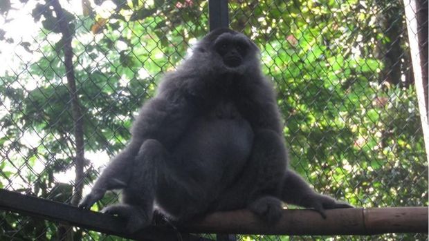 Owa Jawa Lahir Caesar di TN Gunung Gede Pangrango