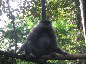 Satwa Langka Owa Jawa Diamankan BKSDA dari Warga Cilegon