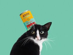 Kucing Menggemaskan yang Eksis di Instagram