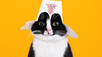 Daya tarik akun Instagram Cheeto tidak saja karena kucing ini terlihat lucu dan menggemaskan. (Foto: Instagram)