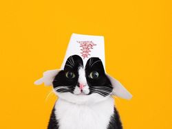 Kucing Menggemaskan yang Eksis di Instagram