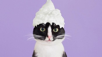 Kucing yang menggemaskan ini bernama Cheeto. (Foto: Instagram)