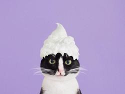 Kucing Menggemaskan yang Eksis di Instagram