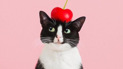 Kucing Menggemaskan yang Eksis di Instagram