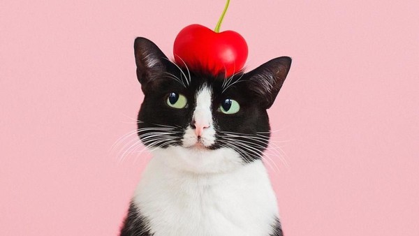 Kucing Menggemaskan yang Eksis di Instagram