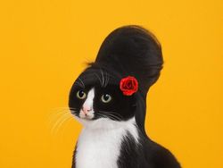 Kucing Menggemaskan yang Eksis di Instagram