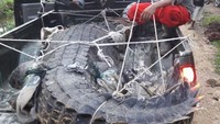 Kepala Resort Konservasi Wilayah 12 Langsa BKSDA Aceh, Azharuddin, mengatakan buaya tersebut dititipkan ke hutan Kota Langsa. Sebab belum ada tempat lain yang aman bagi buaya itu untuk dilepaskan.