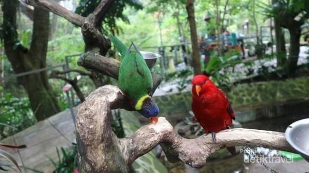 Bird and Bromelia Pavilion di Bandung