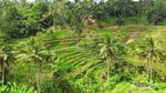 Foto: Sawah di Film Avengers: Infinity War