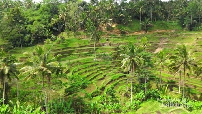 Sawah Tegalalang di Ubud, Bali