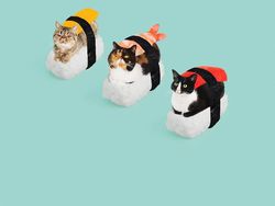 Kucing Menggemaskan yang Eksis di Instagram