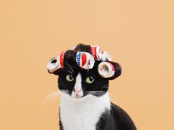 Kucing Menggemaskan yang Eksis di Instagram