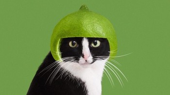 Untuk melihat lebih banyak aksi Cheeto, bisa mengakses akun instagramnya di @princesscheeto. (Foto: Instagram)