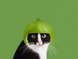 Kucing Menggemaskan yang Eksis di Instagram