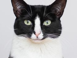 Kucing Menggemaskan yang Eksis di Instagram