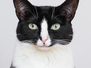 Mudik Lebaran, Bisa Titip Kucing di Sini