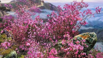 Wallpaper ini bernama Irons Azalea. Foto: Will Scott