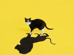 Kucing Menggemaskan yang Eksis di Instagram