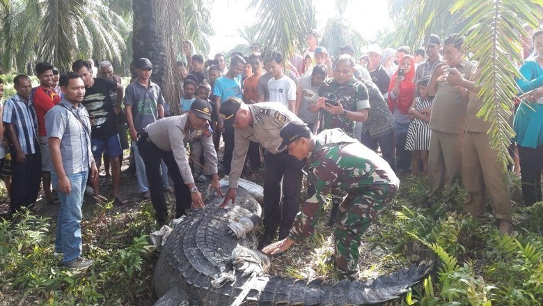 Pekerja Kebun di Aceh Tangkap Buaya 1 Ton yang Hendak Menerkamnya Pekerja Kebun di Aceh Tangkap Buaya 1 Ton yang Hendak Menerkamnya