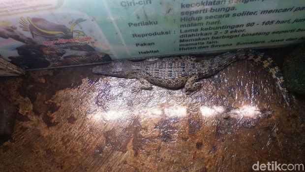 Mengejutkan! Buaya Muara Ditemukan di Kawasan Hulu Sungai Serayu