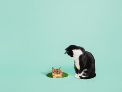 Kucing Menggemaskan yang Eksis di Instagram