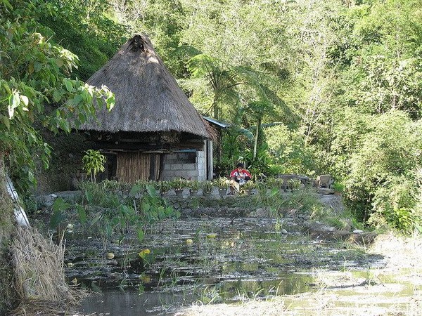 Salah satu pondokan tradisional di Banaue. Mirip dengan pondokan tempat Thanos santai tidak? (Banaue Terraces) Salah satu pondokan tradisional di Banaue. Mirip dengan pondokan tempat Thanos santai tidak? (Banaue Terraces)