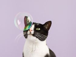 Kucing Menggemaskan yang Eksis di Instagram