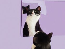 Kucing Menggemaskan yang Eksis di Instagram