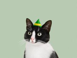 Kucing Menggemaskan yang Eksis di Instagram