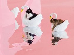 Kucing Menggemaskan yang Eksis di Instagram