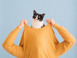 Kucing Menggemaskan yang Eksis di Instagram