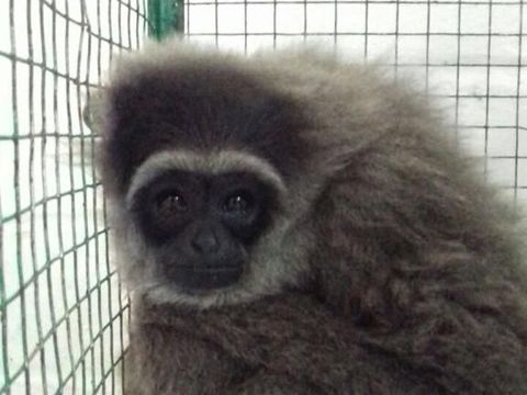 Owa Jawa Lahir Caesar di TN Gunung Gede Pangrango