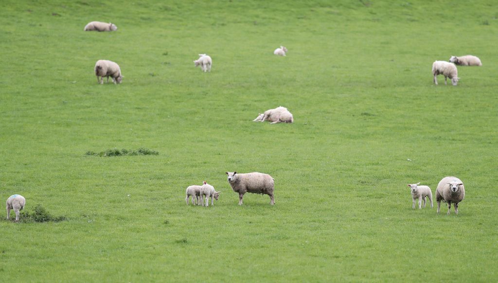 Sheep and lambs graze in a field near Congleton, Britain, April 28, 2018. REUTERS/Peter Cziborra