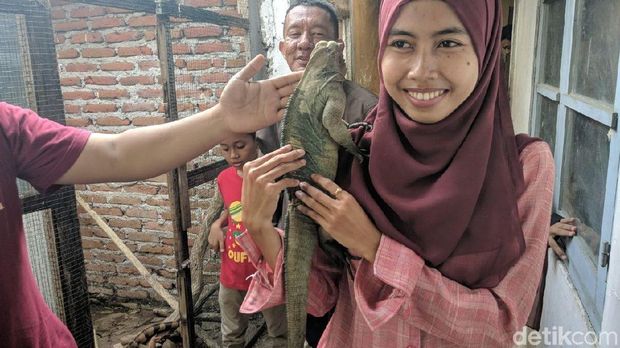 Warga Lamongan Sukses ternak iguana/