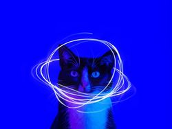 Kucing Menggemaskan yang Eksis di Instagram