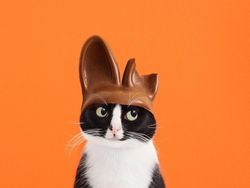 Kucing Menggemaskan yang Eksis di Instagram