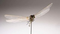 Dragonfly Insectothopter membuktikan soal alat mata-mata, CIA terbilang hebat. Alat berbentuk capung ini dilengkapi kamera tersembunyi. Telah digunakan sejak 1970. Istimewa/brightside.me.