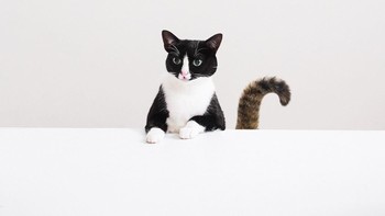 Dia menjadi salah satu kucing yang eksis di Instagram. (Foto: Instagram)