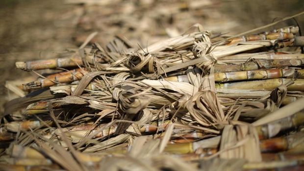 Harga Gula RI Diklaim Mahal, Petani Sebut Bisa Lebih Murah