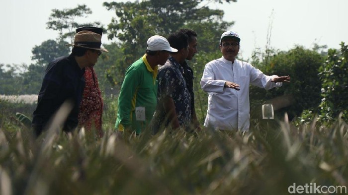Dicurhati Petani Nanas, Gus Ipul Siapkan Program Tampan Sejati