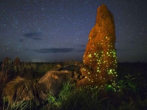 Juara Lomba Foto Wildfile Ketahuan Pakai Hewan Palsu