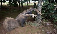 Juara Lomba Foto Wildfile Ketahuan Pakai Hewan Palsu