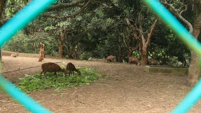 rusa