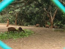 Pulau Bawean, Surga Tersembunyi di Laut Jawa dengan Wisata Alam Menawan