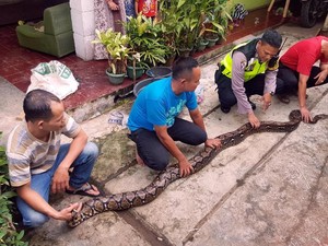 Warga Sukabumi Kaget Ular 4 Meter Ditemukan di Bak Air