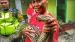 Foto: Penampakan Piton yang Gegerkan Warga Sukabumi